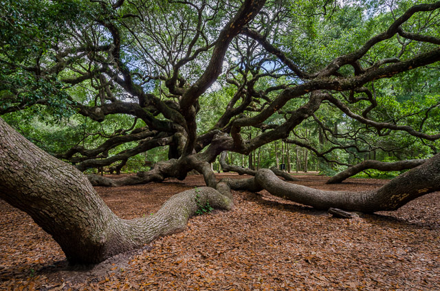 If I were a tree